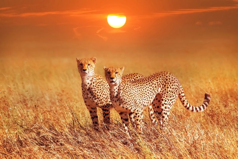 Cheetah group in the Serengeti National Park. Sunset background. Africa. Tanzania.