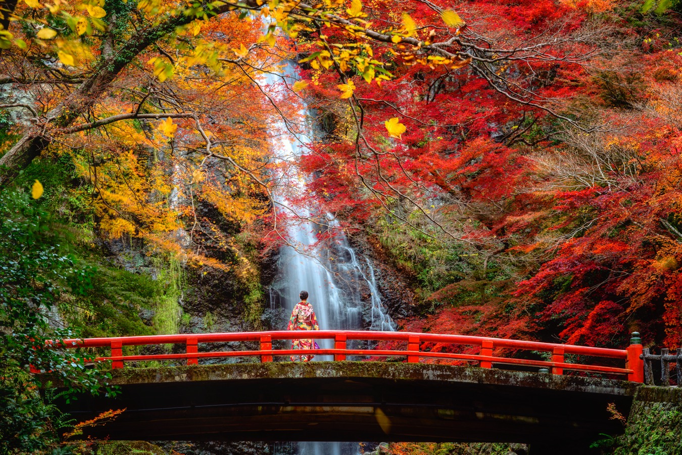 Japanese girl in traditional kimono dress on the red bridge in minoh waterfall park with autumn red and yellow background, Osaka, Japan