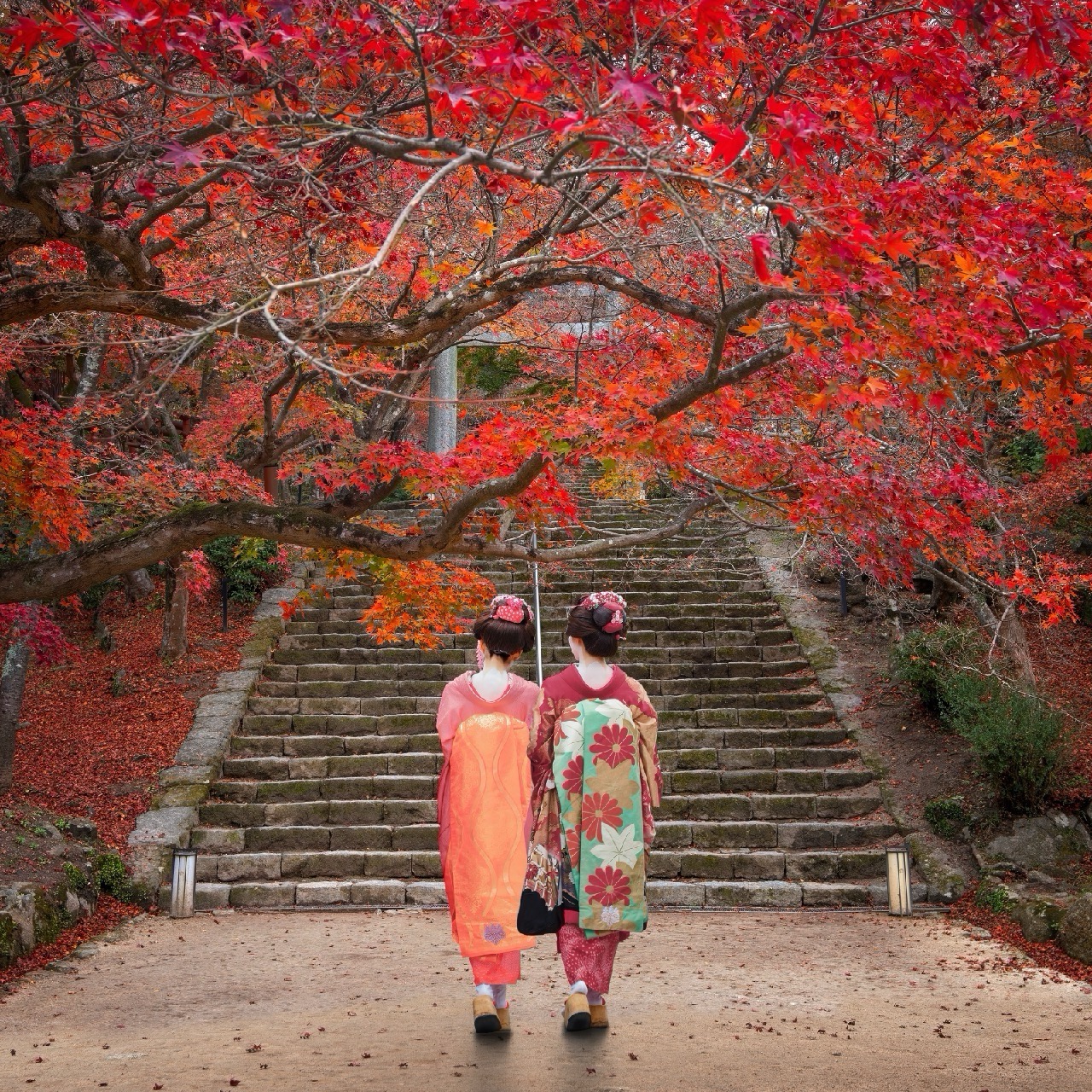 Japanese Gaisha in Traditional Kimono Dress at the Entrance of  Homangu Kamado with Scenic Autumn Leaves in Fukuoka, Japan