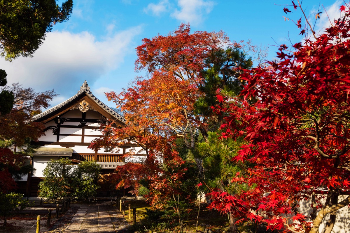 Tenryu-ji shrine temple with autumn foliage colorful leaf in Arashiyama, Kyoto, Japan. Here is the Unesco World Heritage Site and very famous during fall season.